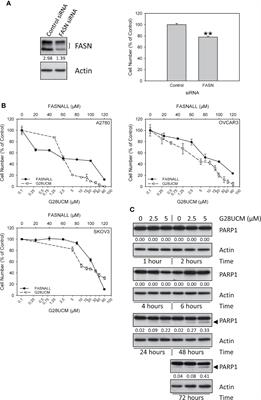 The Pharmacological or Genetic Blockade of Endogenous De Novo Fatty Acid Synthesis Does Not Increase the Uptake of Exogenous Lipids in Ovarian Cancer Cells